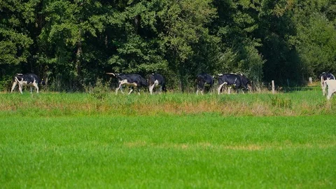 Cows graze on a field with trees in the background Stock Footage 115104054