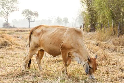 Cows graze in a field width Stock Photos