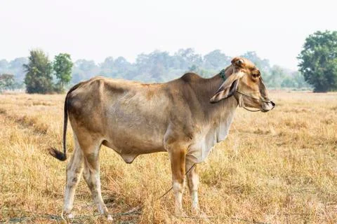 Cows graze in the fields big Stock-Fotos