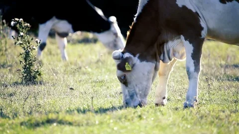 Cows graze Stock-Footage 79500259
