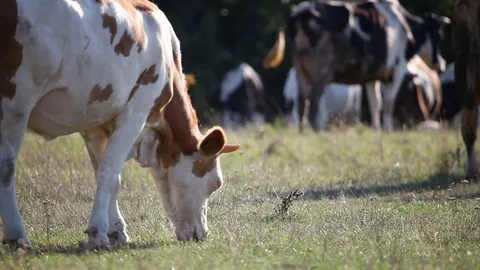 The cows graze Stock Footage 79500265
