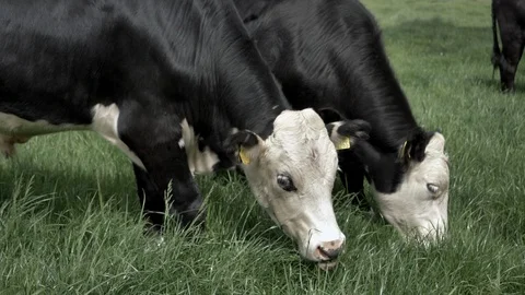 Cows Graze Vídeos de archivo 111527159