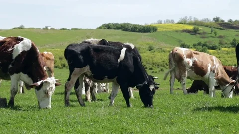 Cows graze free range Vídeo Stock 82108866