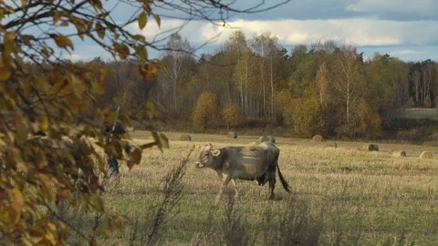 Cows graze freely in meadow on background haystack roll and autumn forest Stock Footage 83433093