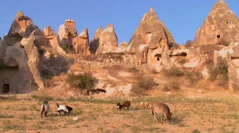 Cows graze in front of bizarre geological formations at Cappadocia, Turkey. Stock Footage 19985701