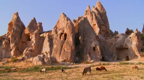 Cows graze in front of bizarre geological formations at Cappadocia, Turkey. Stock Footage 19986175