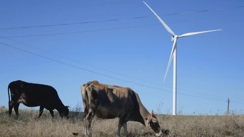 Cows graze in front of wind turbines in Georgia Stockbeeldmateriaal 118666543