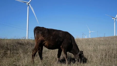Cows graze in front of wind turbines in Georgia Stock-Footage 118667760
