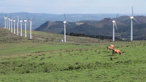 Cows graze in front of wind turbines in Galicia, Spain Stock Footage 137978873
