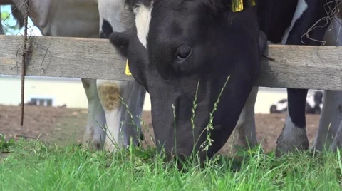 Cows graze the grass Stock-Footage 51782458