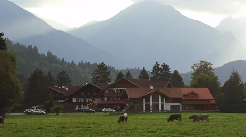 Cows Graze Grass German Alps Füssen, Germany 4K Stock Video Footage 動画素材 45594267