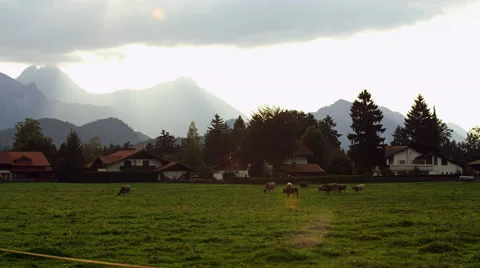 Cows Graze Grass German Alps Füssen, Germany 4K Stock Video Footage Vidéo 45594314
