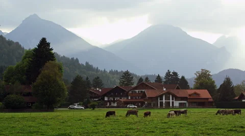 Cows Graze Grass German Alps Füssen, Germany 4K Stock Video Footage Vidéo 45594430