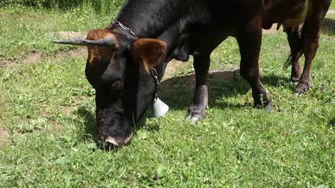 Cows graze the grass. Transcarpathia Stock Footage 70736886