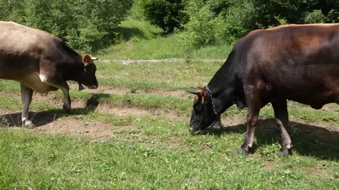 Cows graze the grass. Transcarpathia Stock Footage 70736921