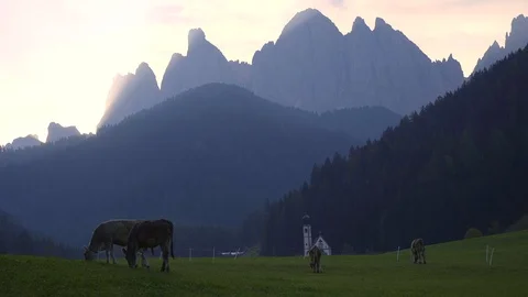Cows graze in the grass in a Val de Funes Valley, Dolomites, Italy.  Stock Footage 98239881