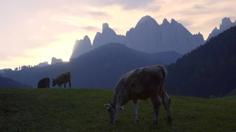 Cows graze in the grass in a Val de Funes Valley, Dolomites, Italy.  Stock Footage 98239978