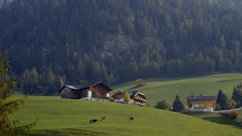 Cows graze in the grass in a Val de Funes Valley, Dolomites, Italy.  스톡 동영상 98240430