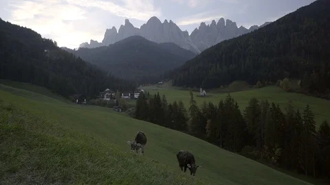 Cows graze in the grass in a Val de Funes Valley, Dolomites, Italy.  Stock Footage 98243262