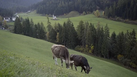 Cows graze in the grass in a Val de Funes Valley, Dolomites, Italy.  Stock Footage 98243522
