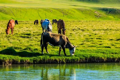 Cows graze on the grassland by the river. Stock Photos