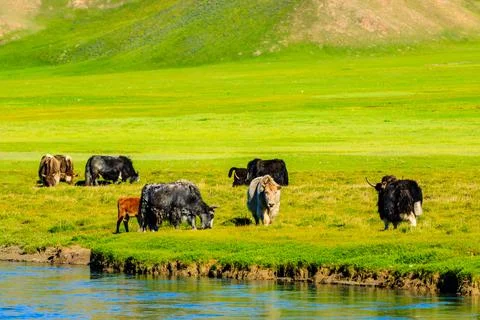Cows graze on the grassland by the river. Stock Photos
