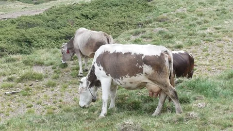 Cows graze on a grassy hillside with the mountains. Stock Footage 82109957