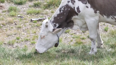 Cows graze on a grassy hillside with the mountains. Stock Footage 82109993