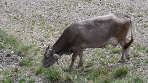 Cows graze on a grassy hillside with the mountains. Stock Footage 82110010