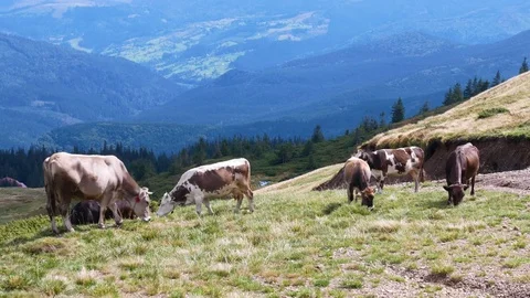 Cows graze on a grassy hillside with the mountains. Stock Footage 82110067