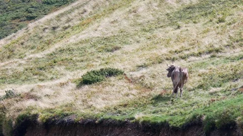 Cows graze on a grassy hillside with the mountains. Stock Footage 82110143