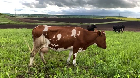 Cows graze on a green field on a background of beautiful sky. Stock-Footage 131235823