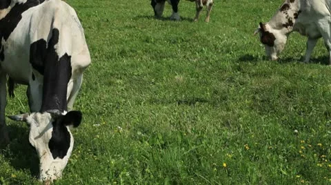 Cows graze on a green field Stock Footage 10803429
