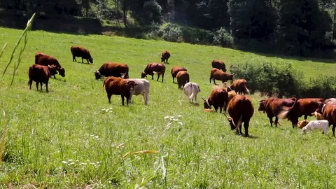 Cows Graze On A Green Field Video stock 127885375