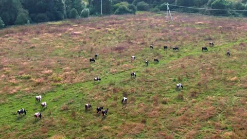 Cows graze on a green field Stock Footage 161768760
