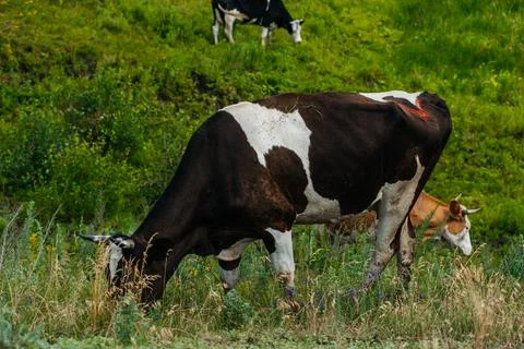 Cows graze in a green field Photos