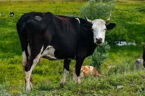 Cows graze in a green field Stock Photos