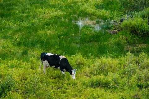 Cows graze in a green field Stock Photos