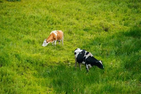 Cows graze in a green field Stock Photos