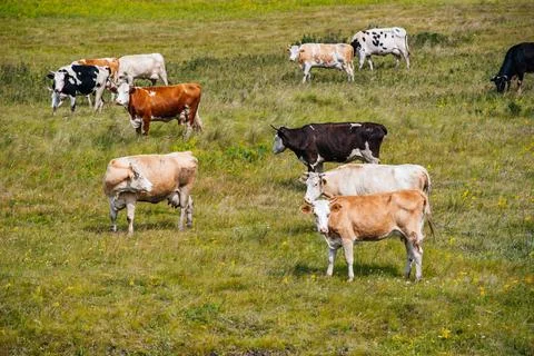 Cows graze in a green field Stock Photos