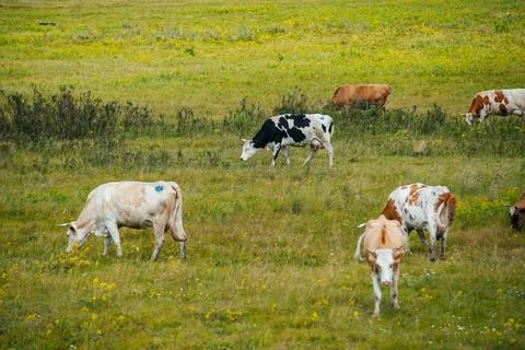 Cows graze in a green field Stock Photos
