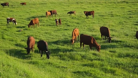 Cows graze green grass. Stock Footage 198808111