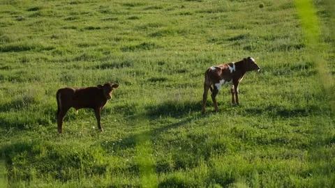 Cows graze green grass. Video stock 231215956