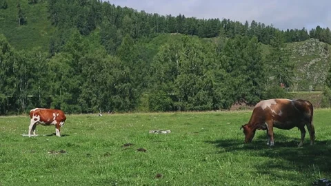 Cows graze on a green meadow. Video stock 301688009