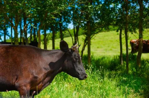 Cows graze on green meadow Stock Photos