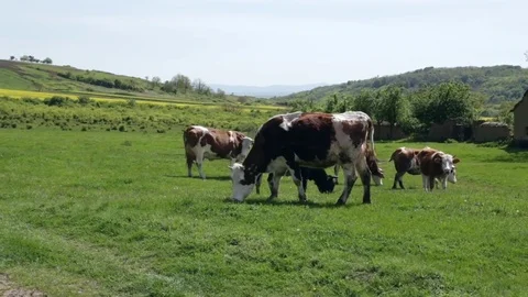 Cows graze on green pastures Stock Footage 82108797