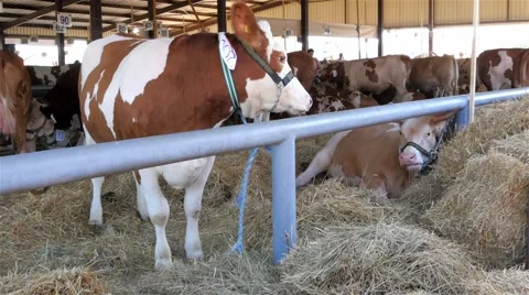 Cows graze hay in the barn, cattle farm, livestock on the ranch, 4K Video stock 55605664