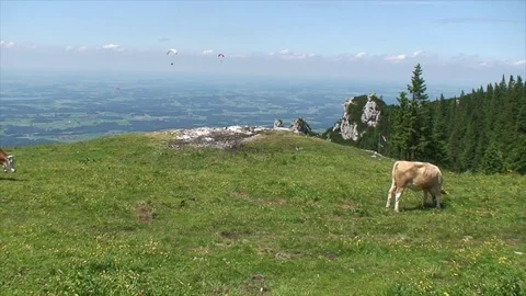 Cows graze in a high Alpine field Stock-Footage 77820202