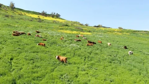 Cows Graze On The Hill Stock Footage 127420488