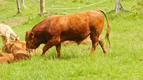 Cows graze on a huge grassy field with mountain backdrop. Focus on sustaina.. Video stock 277572009
